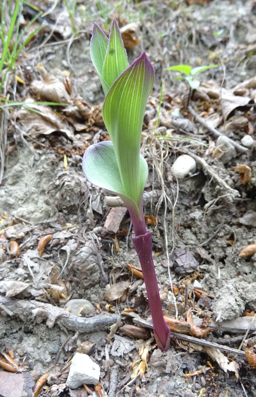 dubbio.... un'' orchidea ? s : Epipactis